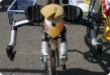 Long Distance Duathlon - 2007 - For the first time with Krušnoman Long Distance Duathlon reached beyond the borders of the... Long Distance Duathlon - 2007 - For the first time with Krušnoman Long Distance Duathlon reached beyond the borders of the...