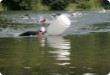 Olympic Triathlon - 2007 - Jahr, als es mehr als 30 war. (C) in Schatten und ein Block des Eises... Olympic Triathlon - 2007 - Jahr, als es mehr als 30 war. (C) in Schatten und ein Block des Eises...