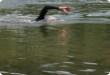 Olympic Triathlon - 2007 - Ročník, kdy bylo přes 30 st. C ve stínu a kostka ledu měla cenu zlata....