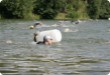 Olympic Triathlon - 2007 - Jahr, als es mehr als 30 war. (C) in Schatten und ein Block des Eises... Olympic Triathlon - 2007 - Jahr, als es mehr als 30 war. (C) in Schatten und ein Block des Eises...