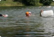 Olympic Triathlon - 2007 - Jahr, als es mehr als 30 war. (C) in Schatten und ein Block des Eises... Olympic Triathlon - 2007 - Jahr, als es mehr als 30 war. (C) in Schatten und ein Block des Eises...