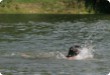 Olympic Triathlon - 2007 - Jahr, als es mehr als 30 war. (C) in Schatten und ein Block des Eises... Olympic Triathlon - 2007 - Jahr, als es mehr als 30 war. (C) in Schatten und ein Block des Eises...