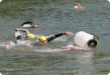 Olympic Triathlon - 2007 - Jahr, als es mehr als 30 war. (C) in Schatten und ein Block des Eises... Olympic Triathlon - 2007 - Jahr, als es mehr als 30 war. (C) in Schatten und ein Block des Eises...