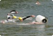 Olympic Triathlon - 2007 - Jahr, als es mehr als 30 war. (C) in Schatten und ein Block des Eises...